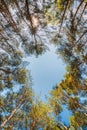 Canopy Of Pines Trees. Upper Branches Of Woods In Coniferous For Royalty Free Stock Photo