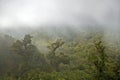 Canopy of rain forest