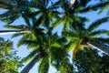 Canopy of Royal Palm - Roystonea regia - fronds in early morning light.