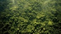 Canopy Serenity: A Captivating Aerial View of a Dense Forest