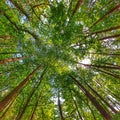 Canopy shot in a mixed forest with pine, maple and other deciduous trees