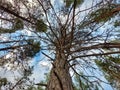 Canopy shot under a mighty pine tree