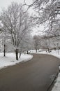 Canopy of snow-covered Trees & well-maintained city street