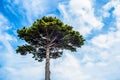 The canopy of tall Lebanese Cedar tree. Royalty Free Stock Photo