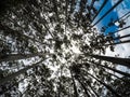 Canopy Of Tall Pine Trees Low Angle View