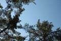 Canopy Of Tall Pine Trees. Upper Branches Of Woods In Coniferous Forest. Summer Pinewood, Bottom Wide Angle View Of Tall Thin