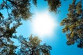 Canopy Of Tall Pine Trees. Upper Branches Of Woods In Coniferous Forest. Summer Pinewood, Bottom Wide Angle View Of Tall Thin