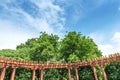 The canopy of tall trees framing a clear blue sky Royalty Free Stock Photo