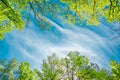 The canopy of tall trees framing a clear blue sky, with the sun shining through Royalty Free Stock Photo