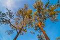 The canopy of tall trees framing a clear blue sky Royalty Free Stock Photo