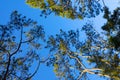 The canopy of tall trees framing a clear blue sky Royalty Free Stock Photo