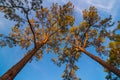 The canopy of tall trees framing a clear blue sky Royalty Free Stock Photo