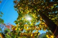 The canopy of tall trees framing a clear blue sky Royalty Free Stock Photo