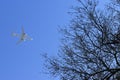 The canopy of tall trees framing a clear blue sky, with the sun shining through clear blue sky with airplane Royalty Free Stock Photo