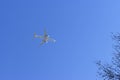 The canopy of tall trees framing a clear blue sky, with the sun shining through clear blue sky with airplane flying Royalty Free Stock Photo