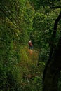 Canopy Tour 2 Royalty Free Stock Photo