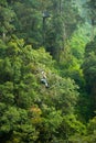 Canopy Tour Royalty Free Stock Photo