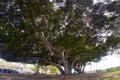 Canopy tree in Hawaii