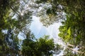 Canopy tree of Mixed Deciduous Forest in Thailand.