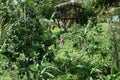 Canopy tree