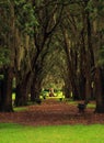 Canopy of trees