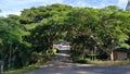 Canopy of trees over a road.