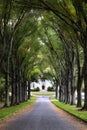 Canopy of trees over road to historic home Royalty Free Stock Photo