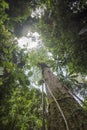 Canopy of a tropical jungle seen from the floor Royalty Free Stock Photo