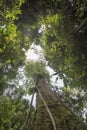 Canopy of a tropical jungle seen from the floor Royalty Free Stock Photo