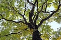 Canopy View of Autumn Tree Royalty Free Stock Photo