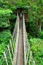 Canopy Walk