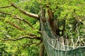 Canopy Walk