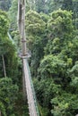 Canopy Walk Danum Valley Borneo