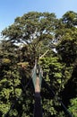 Canopy Walk - FRIM Royalty Free Stock Photo