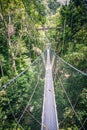 Canopy Walk Through the Rainforest