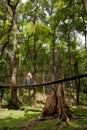 The Canopy Walk Way