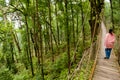 The Canopy Walk Way