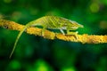 Canopy Wills chameleon, Furcifer willsii,sitting on the branch in forest habitat. Exotic beautifull endemic green reptile with lon