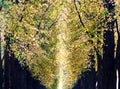 Canopy of yellow and light green leaves of trees in an avenue of linden trees Royalty Free Stock Photo