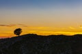 Isolated tree at sunset Royalty Free Stock Photo