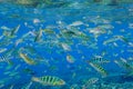 Cant striped fish in the Indian Ocean Royalty Free Stock Photo