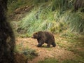 Cantabrian brown bear