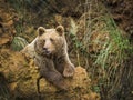 Cantabrian brown bear