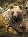 Cantabrian brown bear