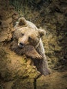 Cantabrian brown bear