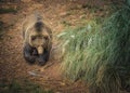 Cantabrian brown bear