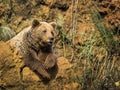 Cantabrian brown bear