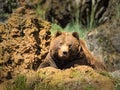 Cantabrian brown bear