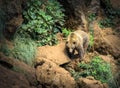 Cantabrian brown bear