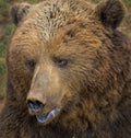 Cantabrian brown bear